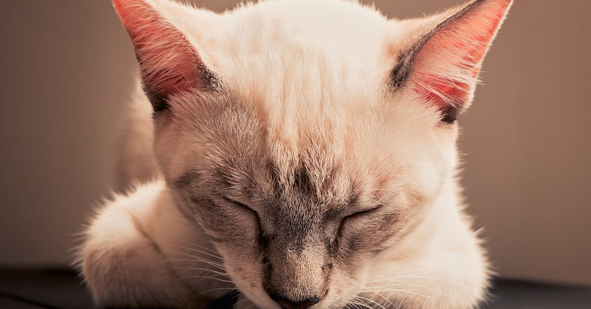 AI-generated pets