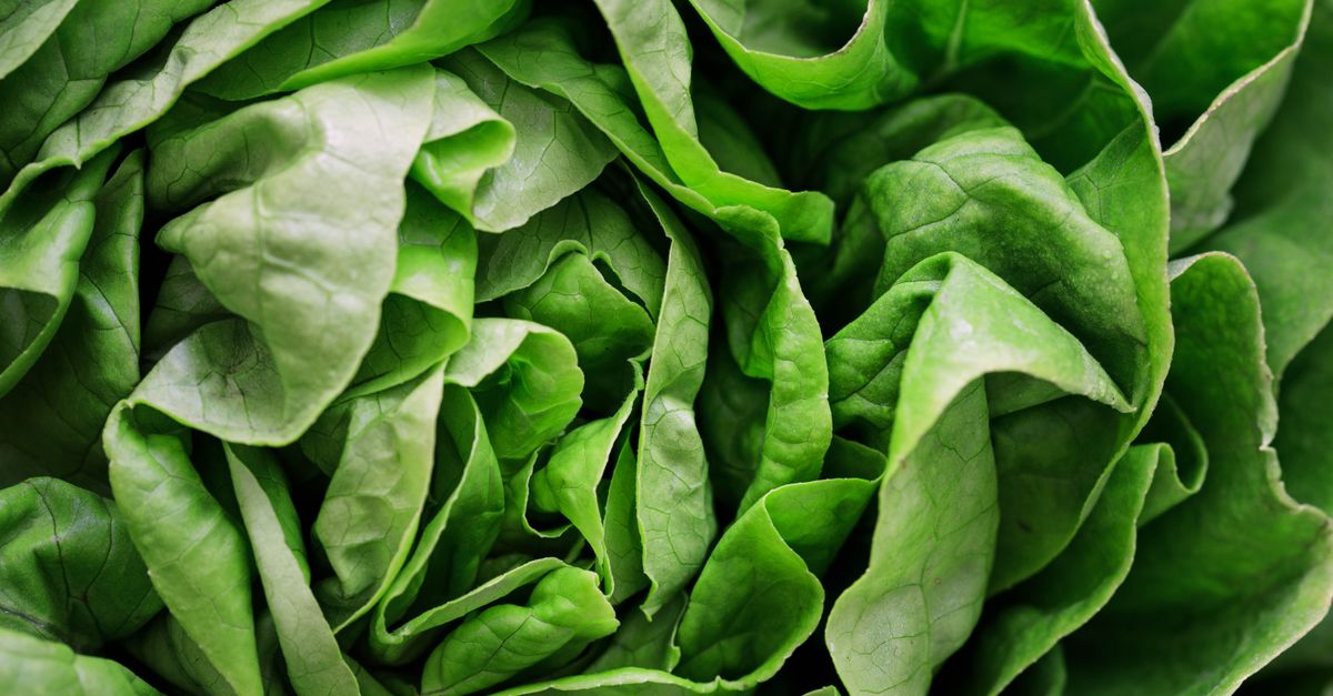 lettuce