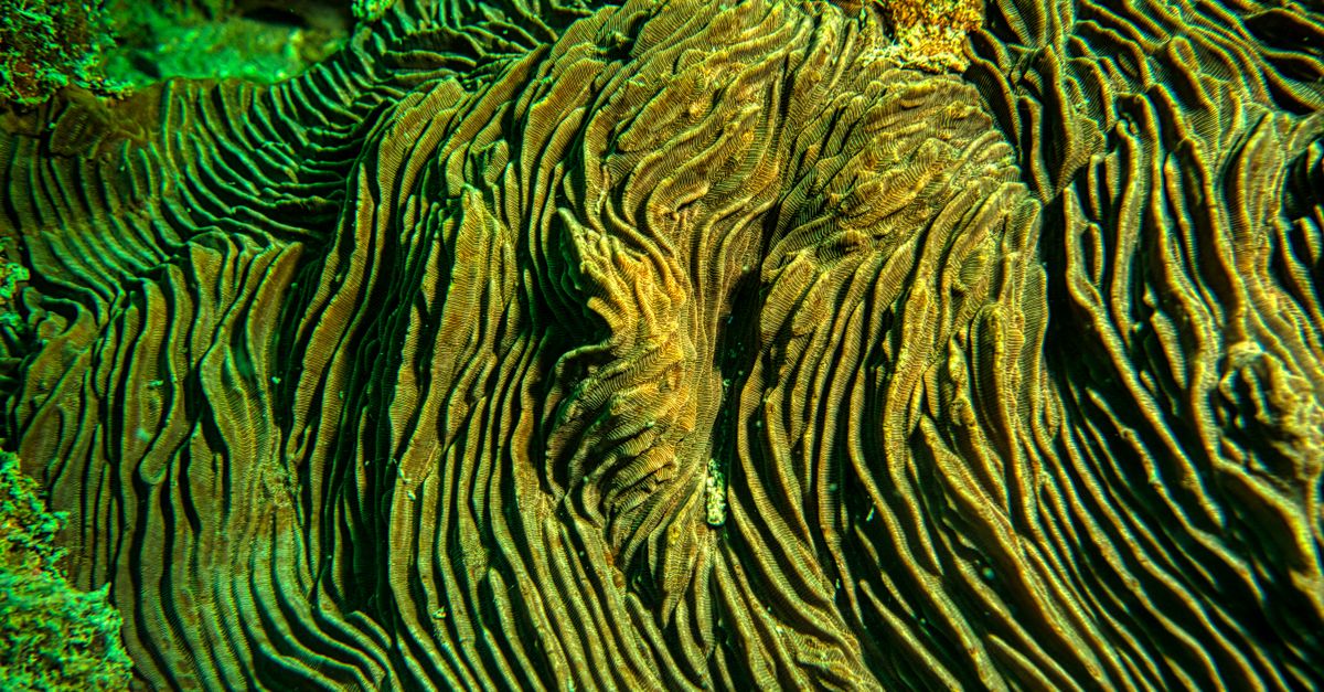 microscopic coral cilia moving water over a reef